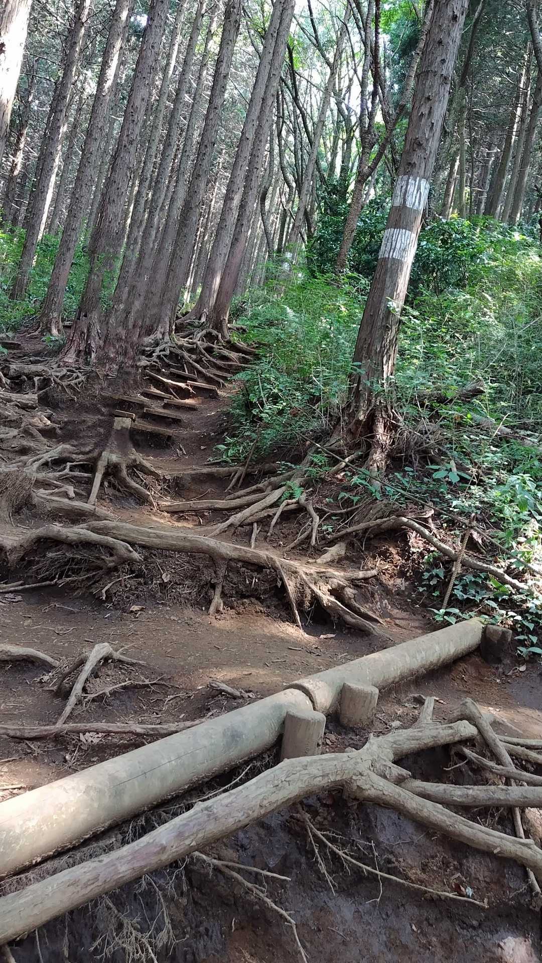 階段を登るとこんな感じ
個人的には階段じゃないのがありがたい👍