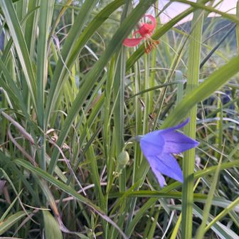花も