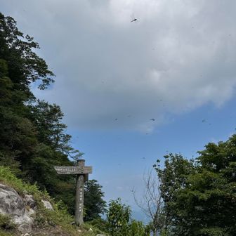 この山はトンボの集会場でした✨
