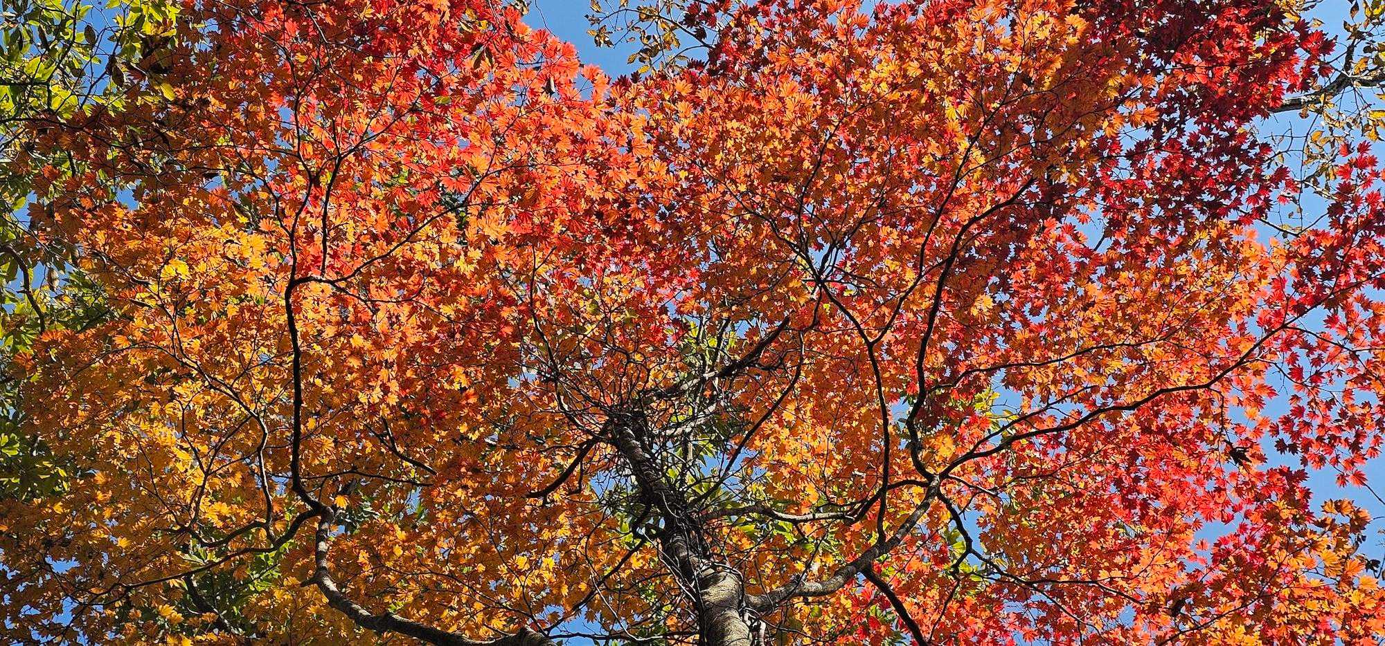 あーやっぱり赤はいいねー🍁