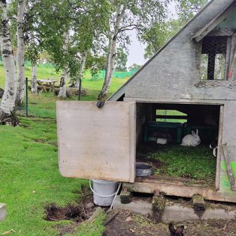 剥がれそうなソールでペタペタ歩きながら牧場のウサギ小屋へ