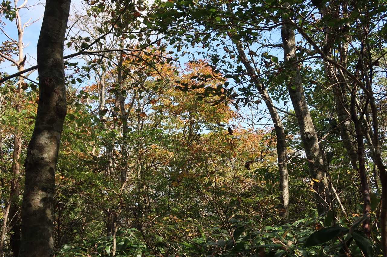 夏焼峠-恐羅漢山-旧羅漢山-獅子ヶ谷登山口 周回コースの写真