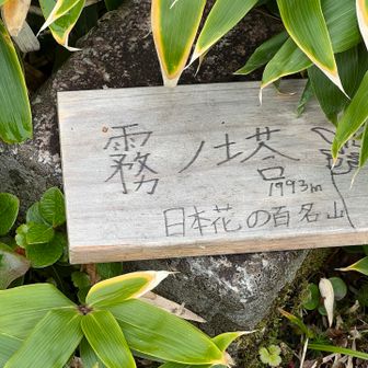 到着🛬
登山道にはイワカガミなど春の花の葉っぱが大量にあります😵