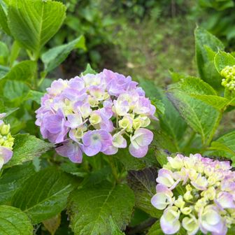 咲き始めの初々しいお花たちがかわいい