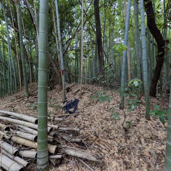 山頂、藪蚊だらけで早々に退散します