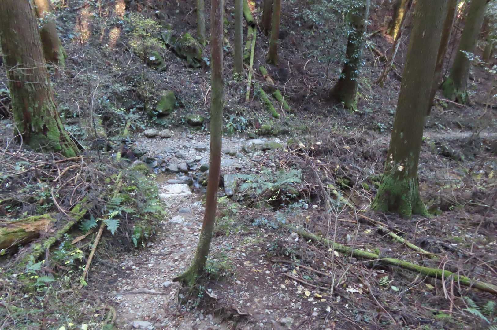 のこやまのおいしい水場
ここから緩やか下り