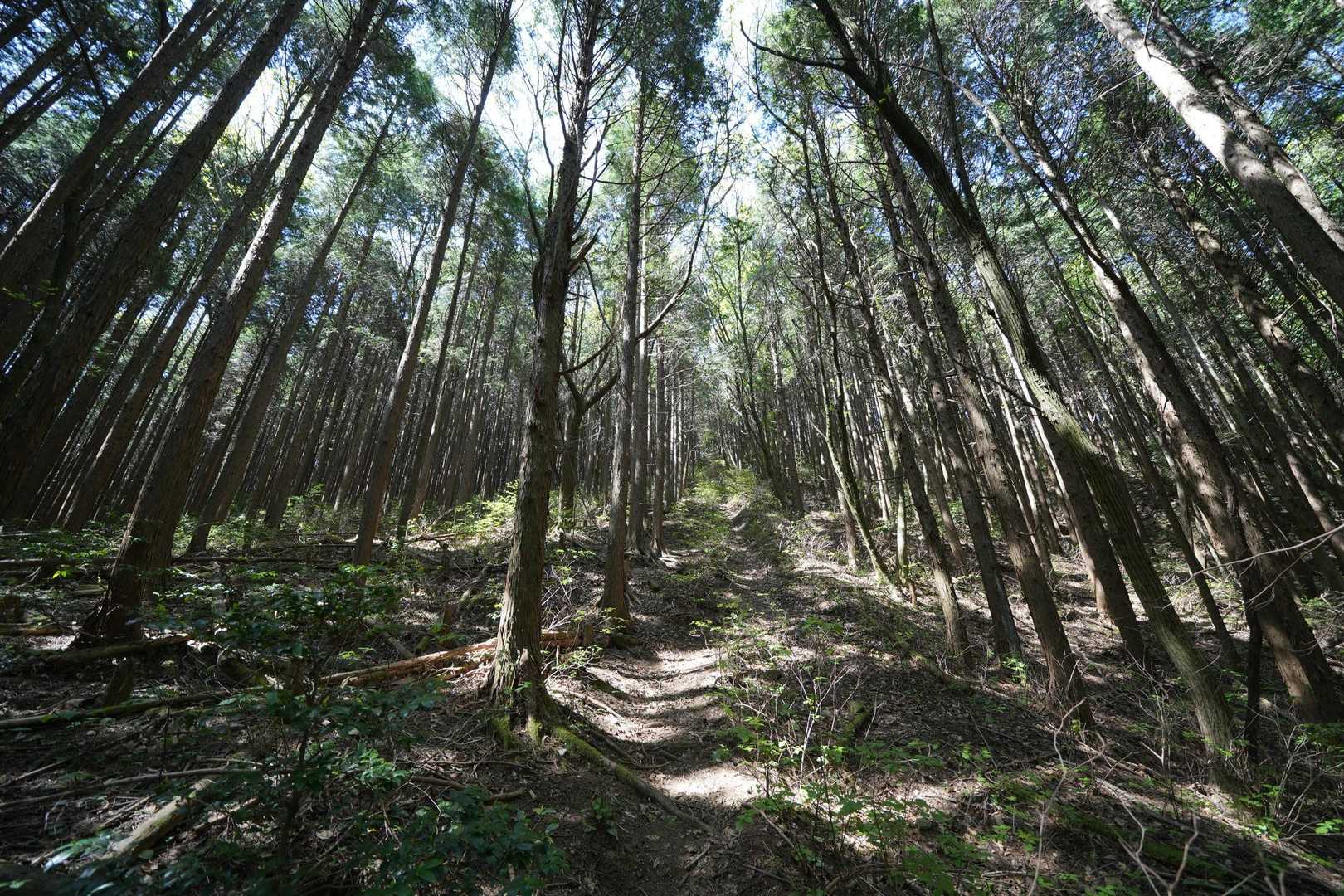 分岐にもどり、今度は鷹ノ巣山へ
