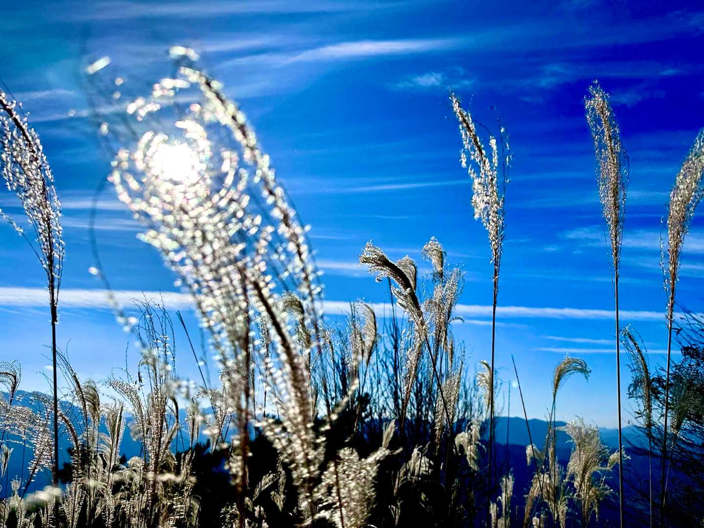 太陽☀️を包み込むススキ🌾