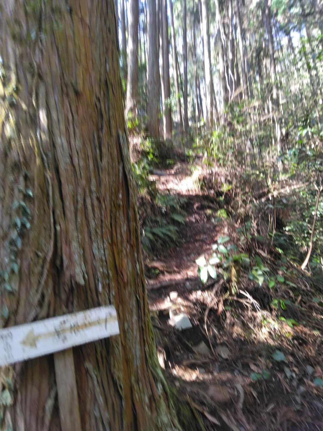 尾根コースからスタート🚶🥾
