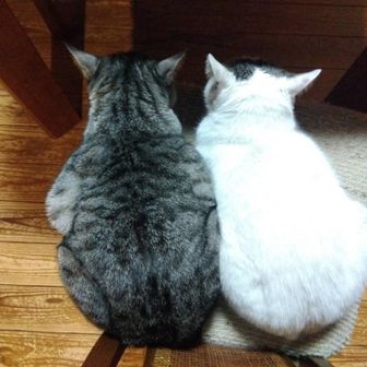 ポヨ
