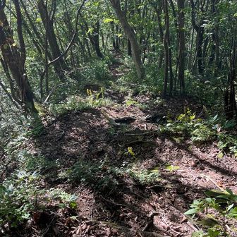 直下は結構な急坂
ジグザグと下っていく
小俣コースとはまた違った道だ
急坂もそれほど長く続かず下に行くほど楽な道に