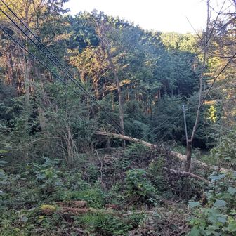 倒木で大変なことに。この奥を行くと登山道に戻れた。