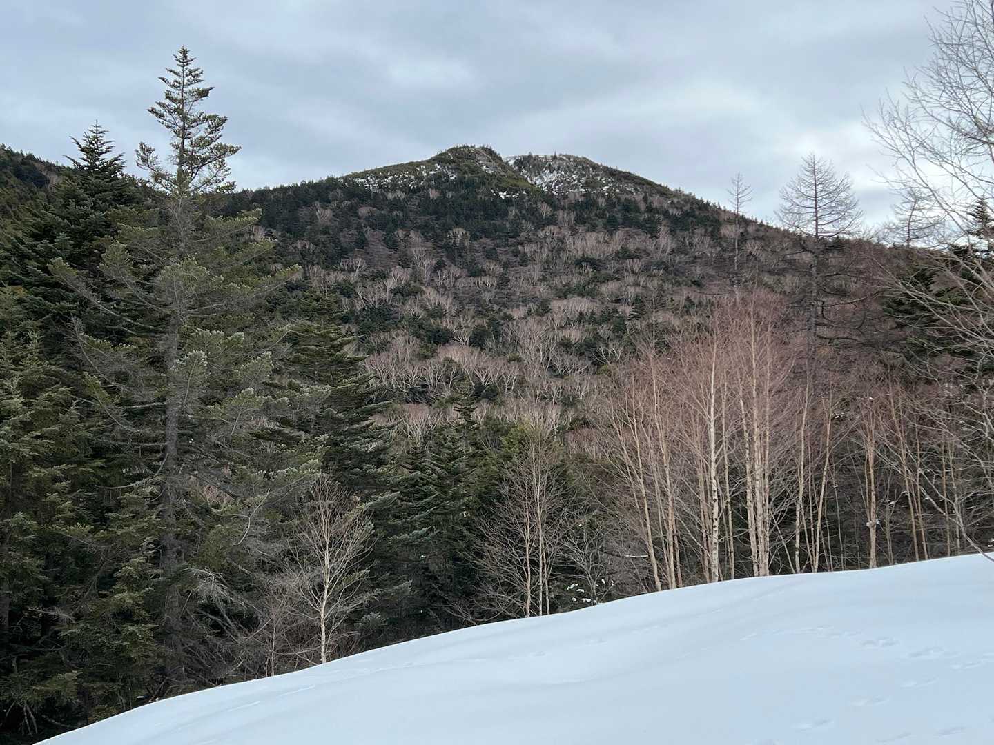 ちらっと篭ノ登山のビューポイント👀
霧氷がついたらキレイそうな木がたくさん。