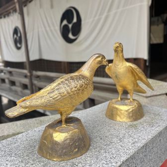 金の鳩🕊️✨
この後に珍しいアオバト(💚緑鳩🐦)に
出会えることに！👍