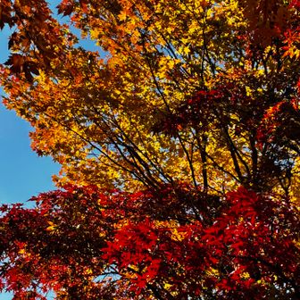 キレイ🍁今週も見れた😊