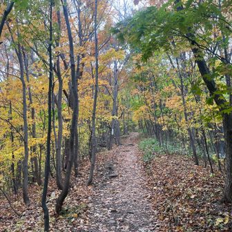 二の坂

いつの間にか紅葉全開🍁
前回いつ来たっけ？