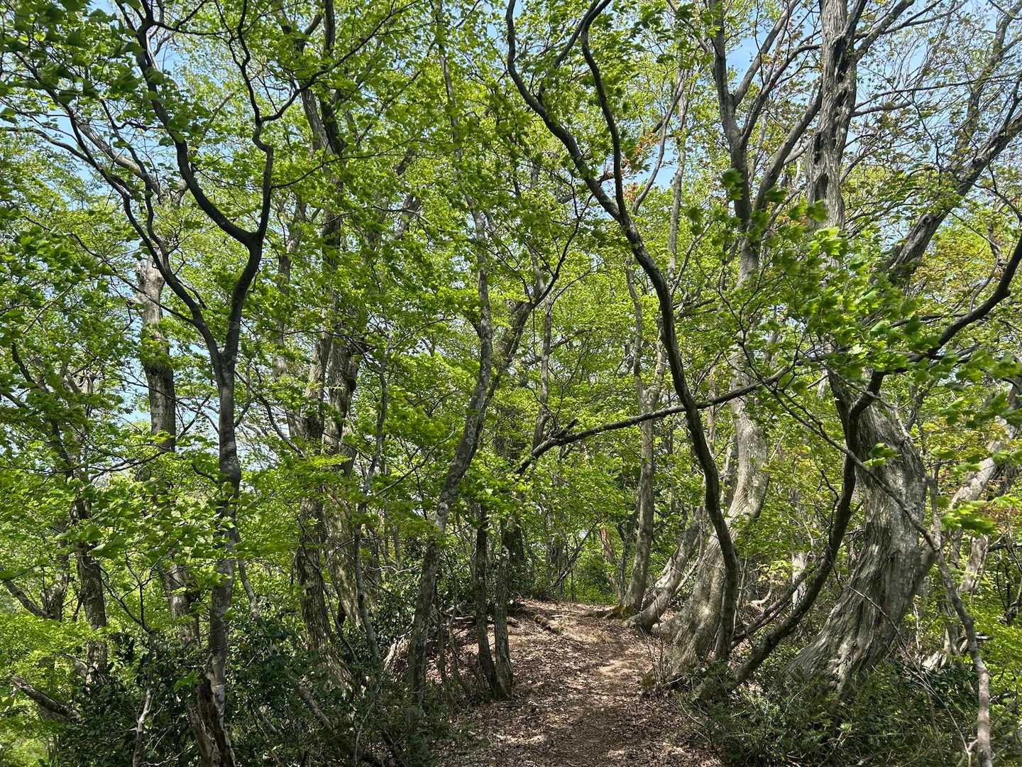 新緑のトンネル🌿