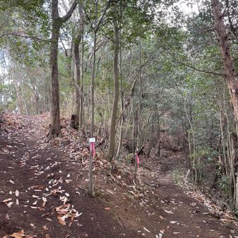 左が南尾根新道　すごいキレイにされてます🙂‍↕️