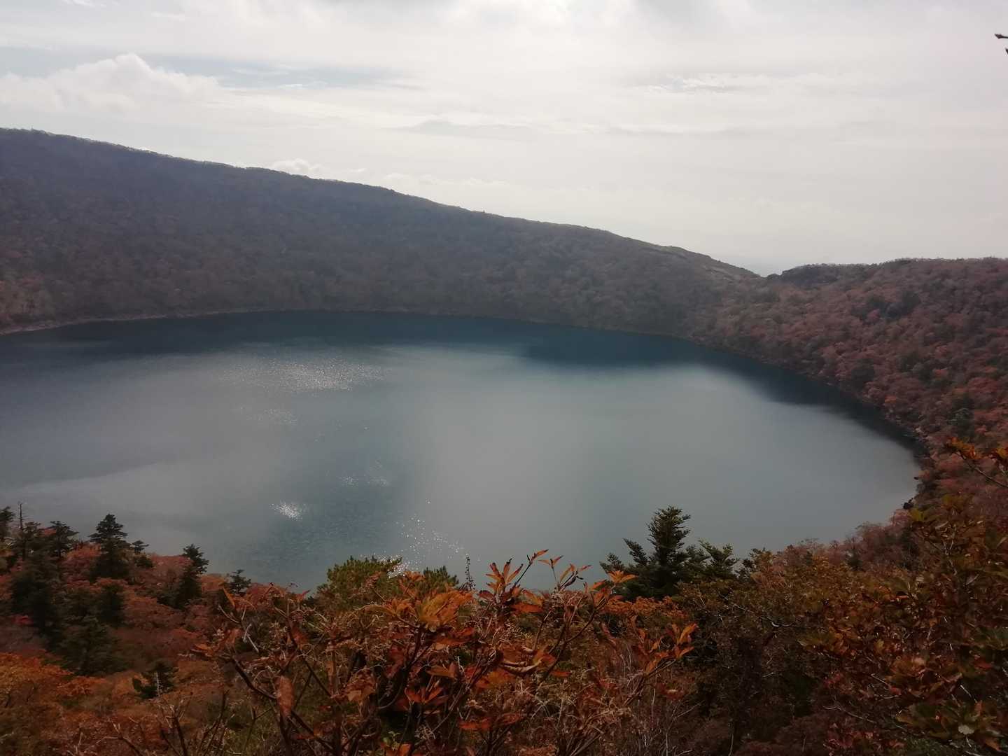 色づいて綺麗です。🍁