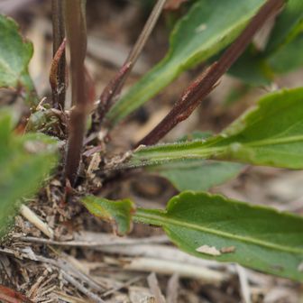 葉の基部は翼があり毛があるように見えるのでノジスミレだろうか？