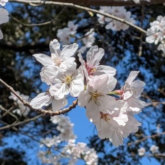 愛宕神社前の🌸がきれい