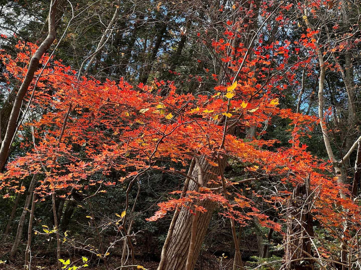 あら🍁