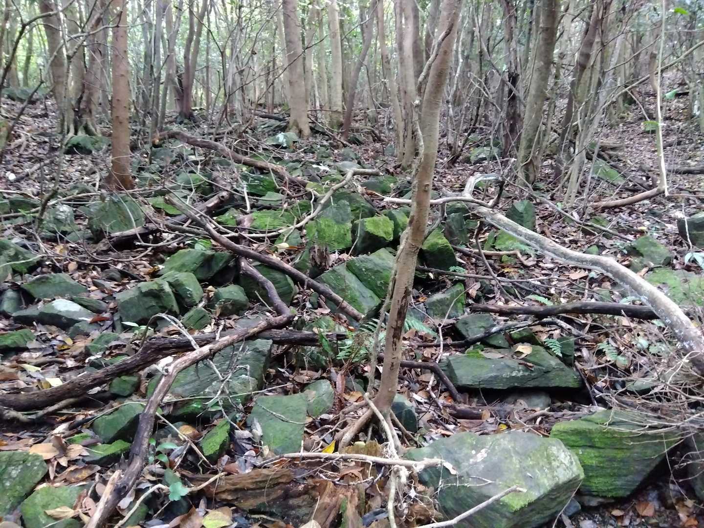 苔むす岩達🟢