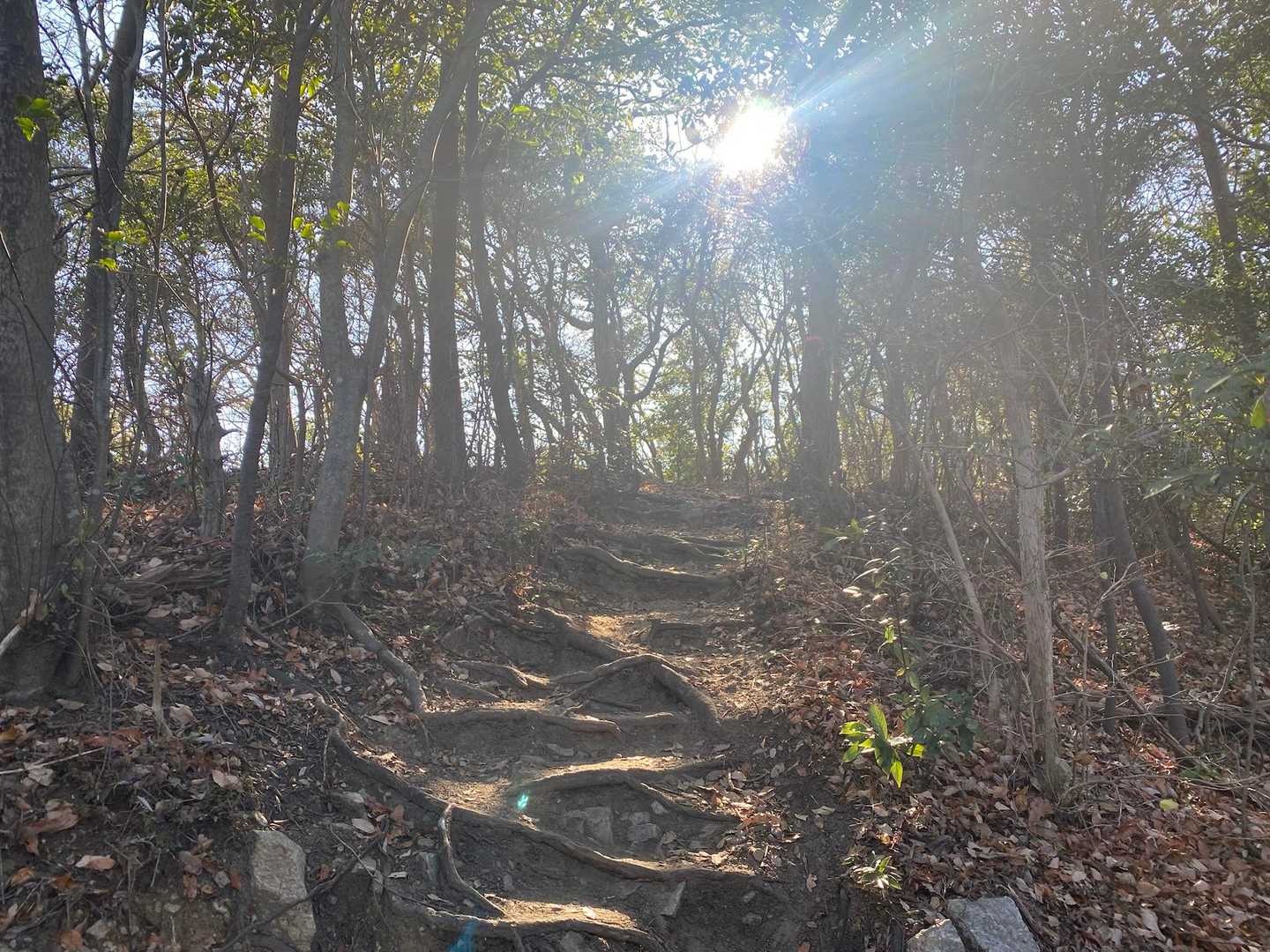 茶臼山-イナバ山 往復コースの写真