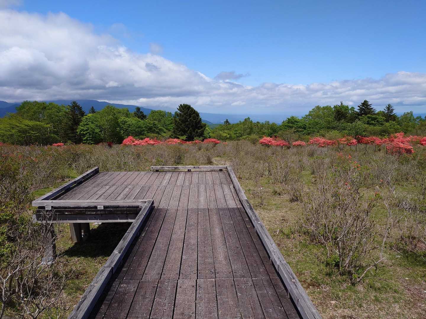木道を