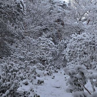 先週埋もれていた木製階段が見え隠れ😅