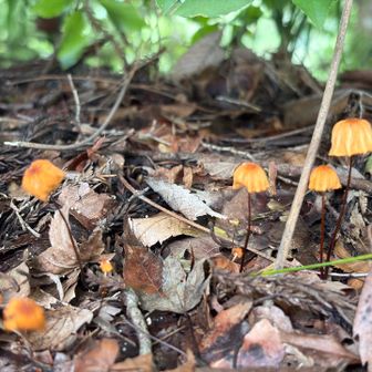 ランプシェードみたいな🍄