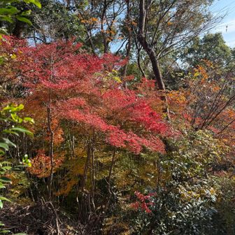 月見山山頂下の紅葉🍁