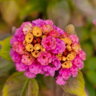 公園のお花🩷可愛い🩷