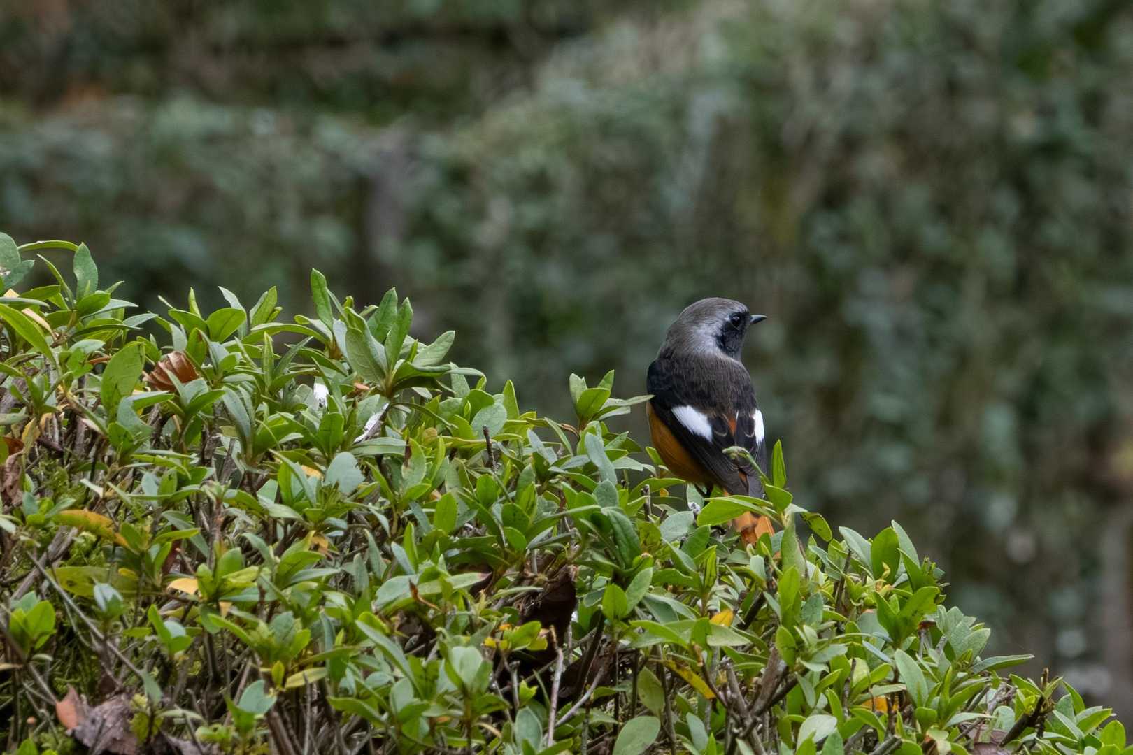 冬が来たよ！と知らせるジョウビタキの雄