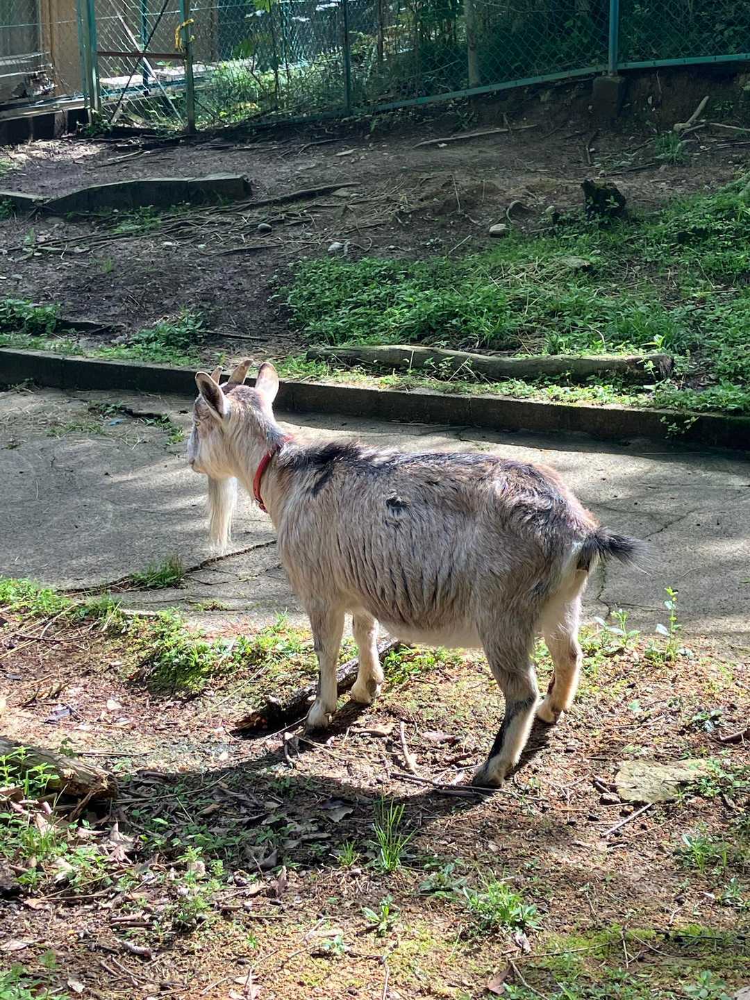 なぜかヤギ