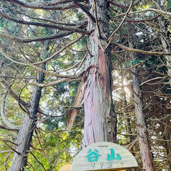 少し降って谷山へ。
眺望はなし。