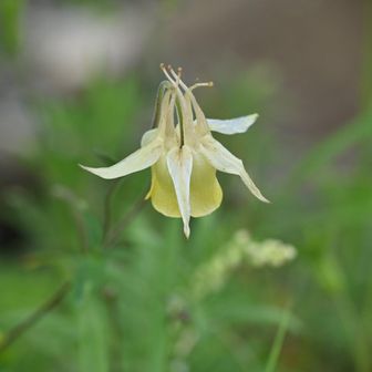 麦草峠まで下りてきてヤマオダマキ