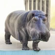 カバ男