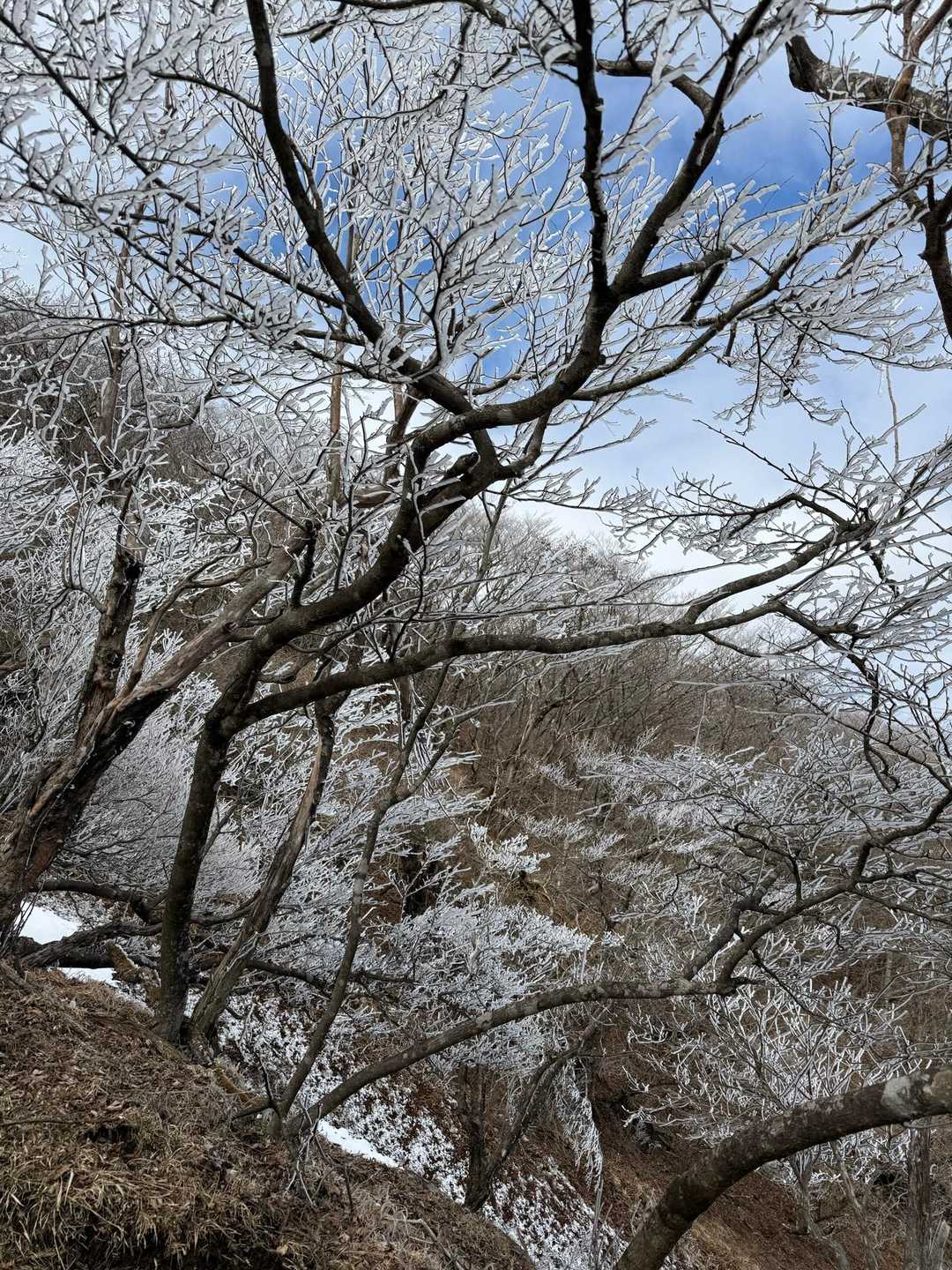 ヤビツ峠-大山-矢草ノ頭-唐沢峠-広沢寺温泉バス停 縦走コースの写真