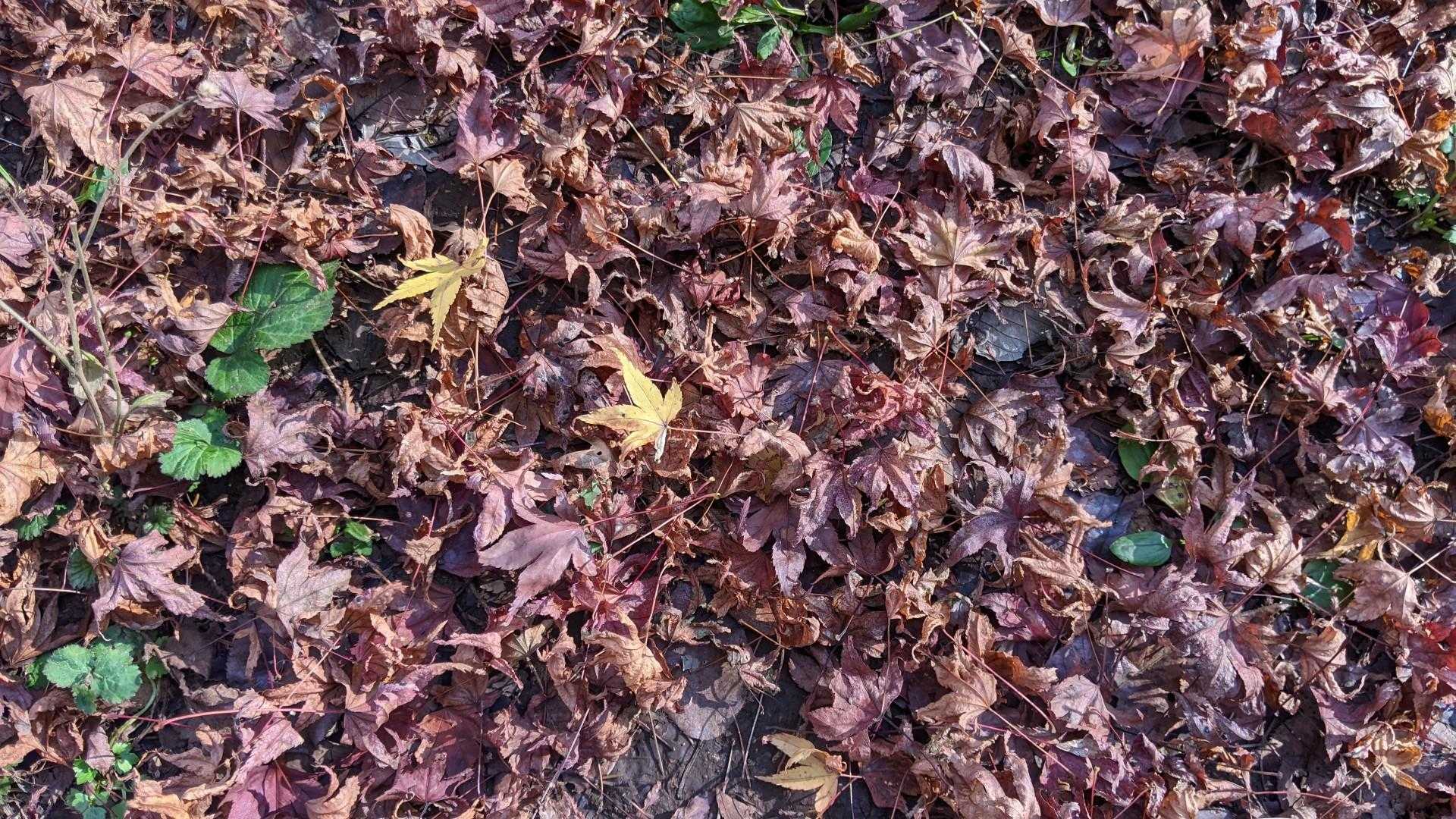 紅葉も終わりただの落ち葉になってるね。