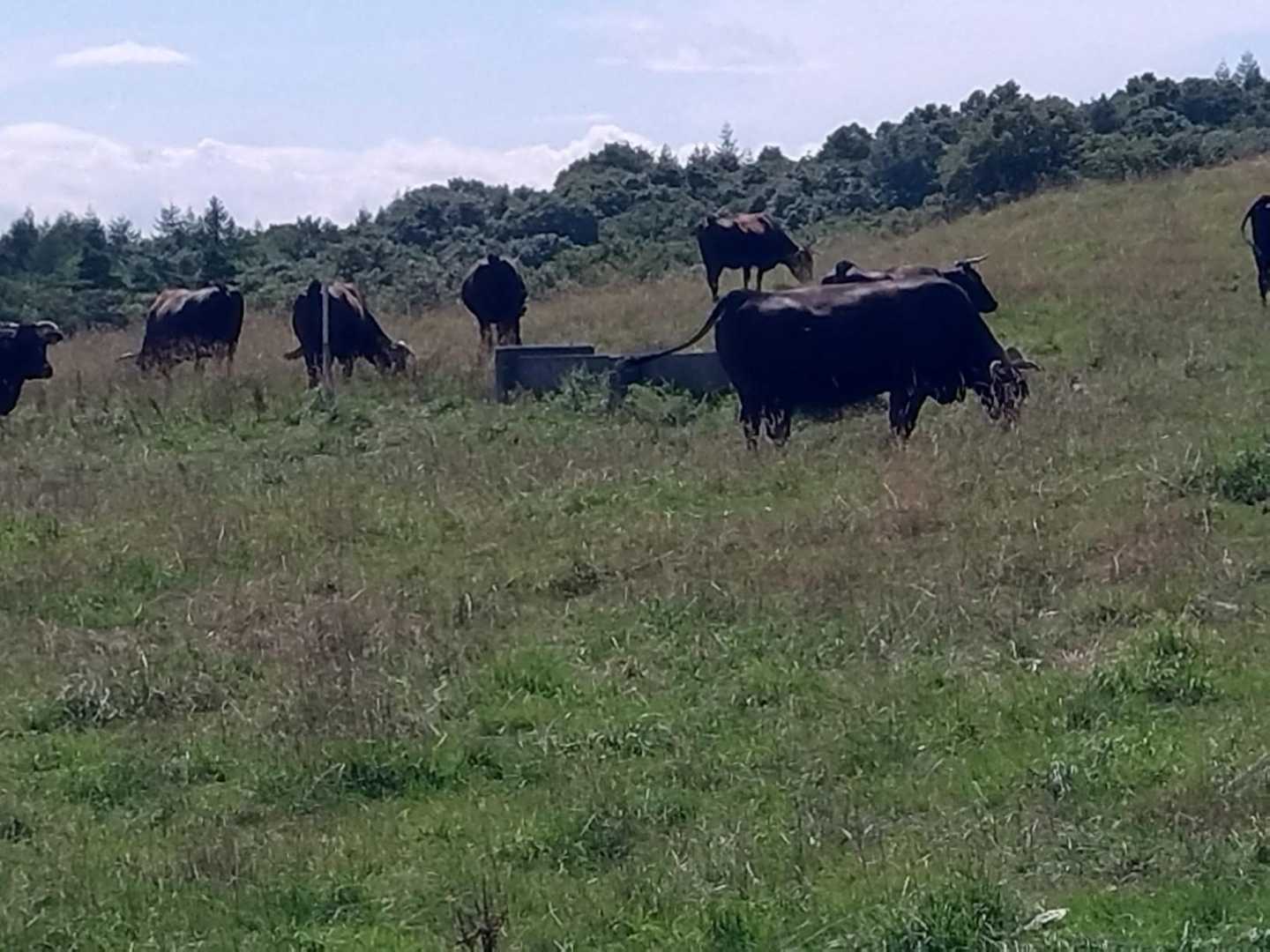 牛さん🐮