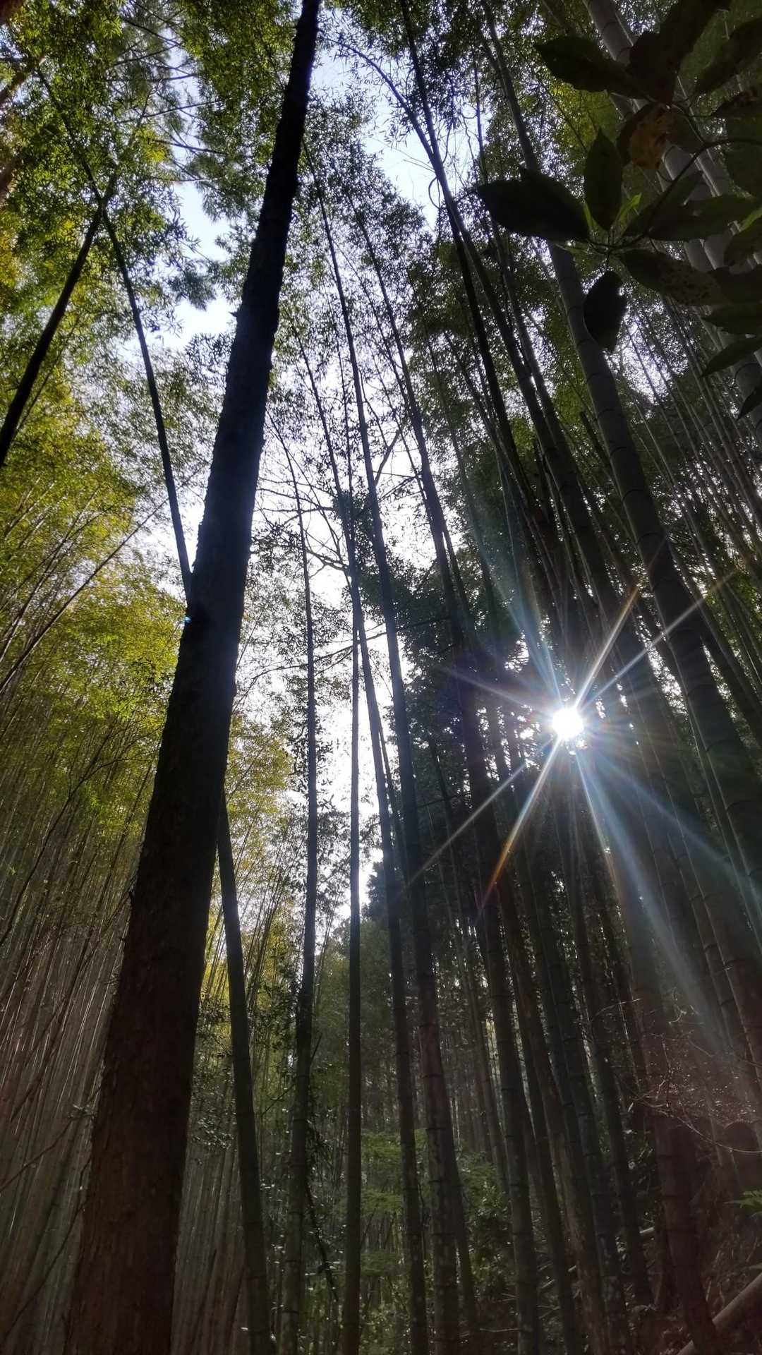 今日の木漏れ日 竹林より