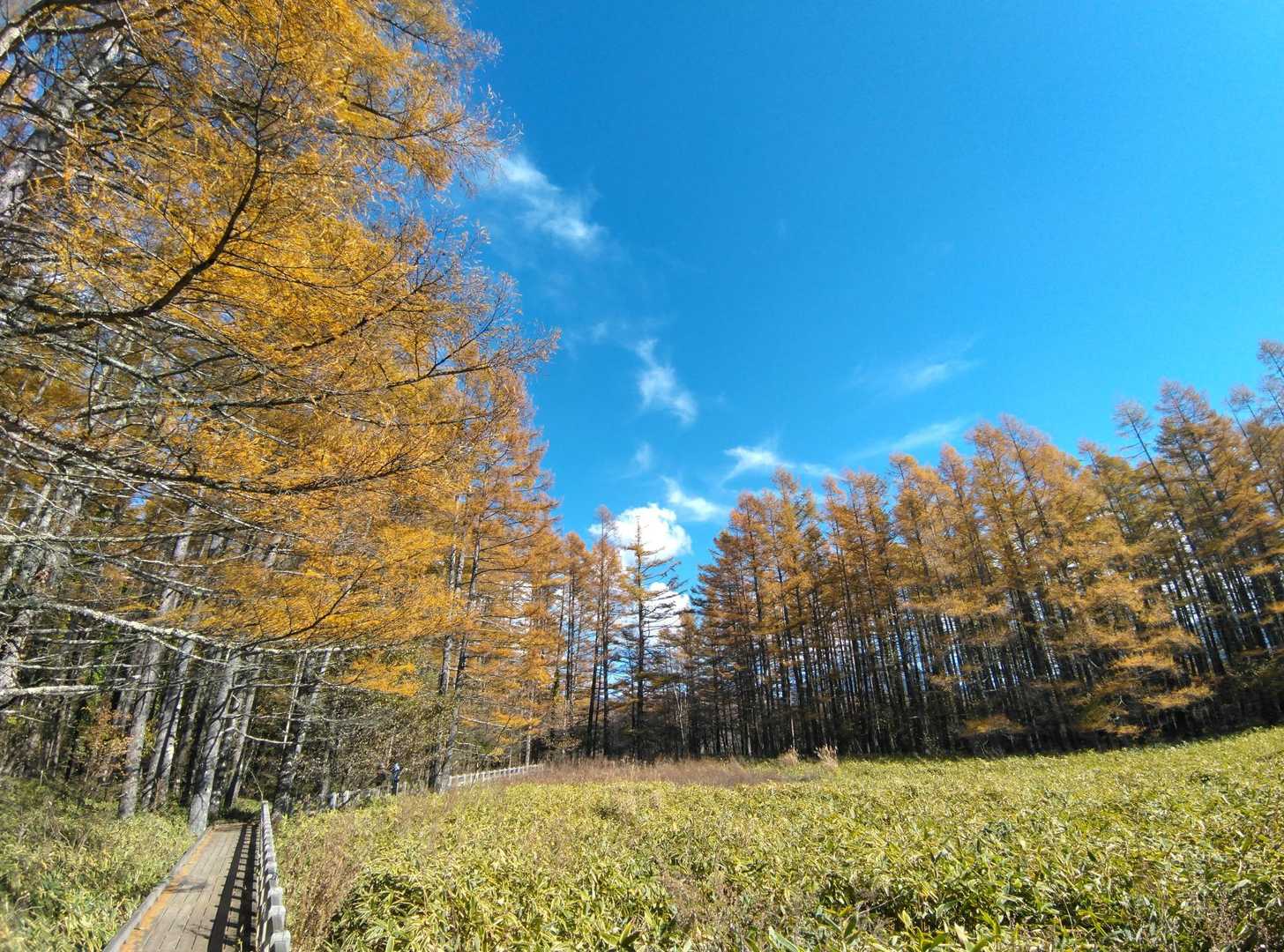 カラマツ🟡と笹原🟢と青空🔵
上を見上げて歩いていると、カラマツの落葉がパラパラ…口に入ります😅