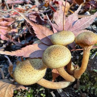 紅葉谷のキノコさん🍄‍🟫😍✨