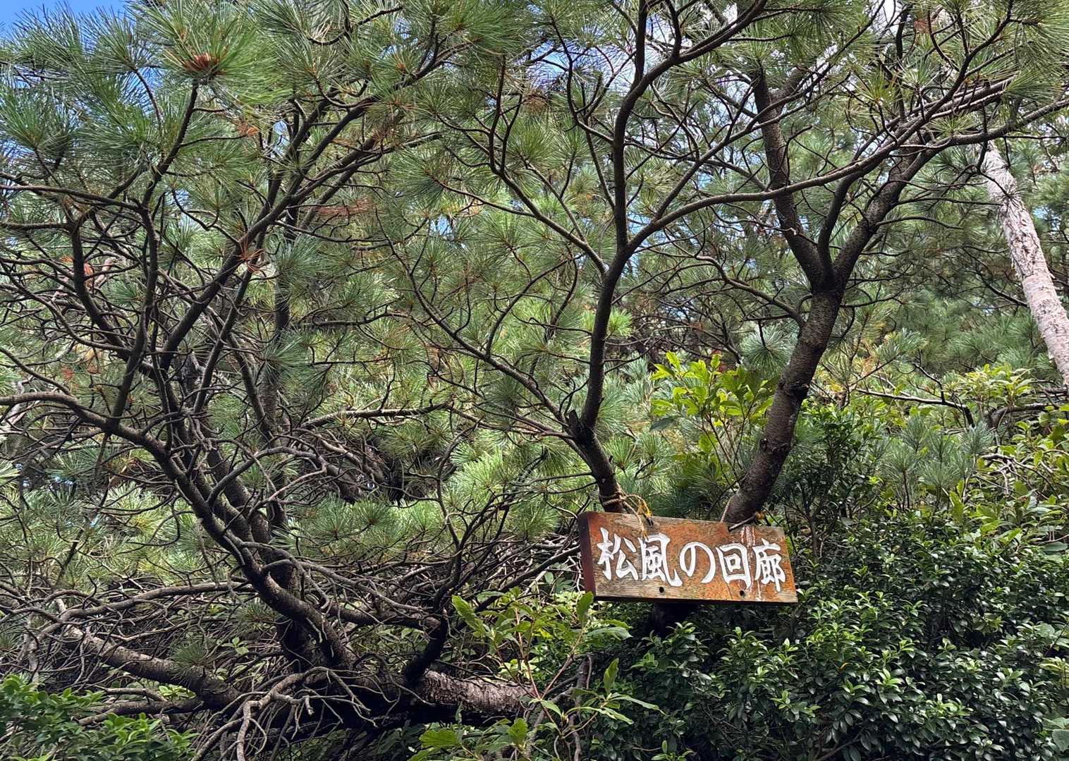 アカマツかな？北海道では珍しい松達
