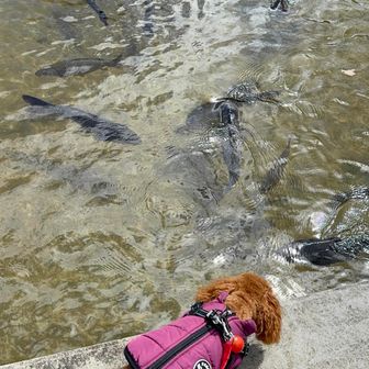 ルアナちゃん恐る恐る覗きましたが、この後鯉がパシャと跳ねる音に驚いて、一目散に逃げて行きました😂