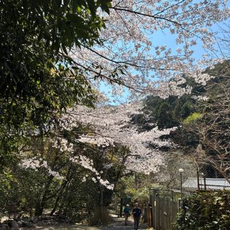 下山完了。桜いっぱい。