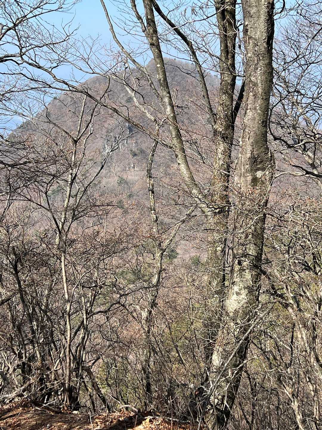 樹々の間から、ラスボスの十二ヶ岳が見えます🪨👀