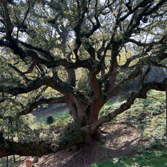 これが有名な大楠