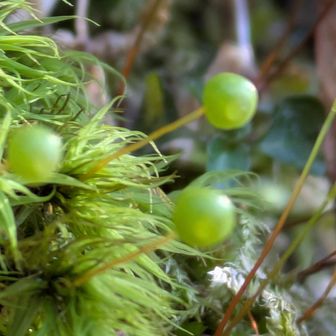 タマゴケ🤩可愛い❤